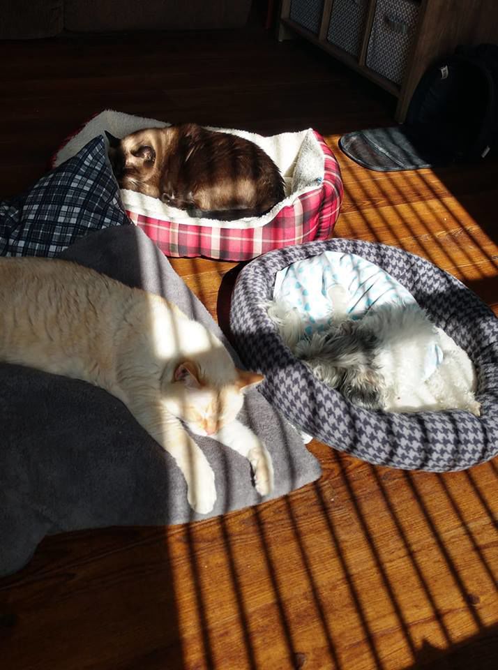 Linc and Sarah are adopted ferrel cats and Dusty a Chinese crested puff